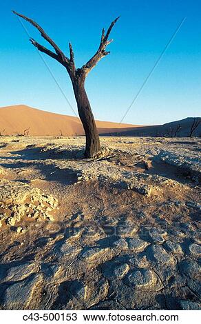 Stock Image - Dead camelthorn tree (Acacia erioloba) in the so-called? Dead Vlei?, a dry pan in the centre of the Namib Desert. Namib-Naukluft Park, Namibia.. Fotosearch