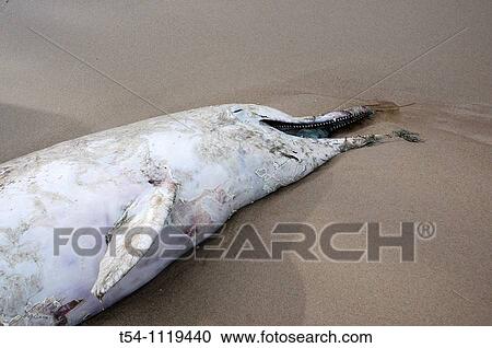 Stock Image - Dead Dolphine on the Beach. Fotosearch