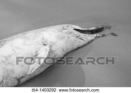 Stock Image - Dead Dolphine on the Beach. Fotosearch