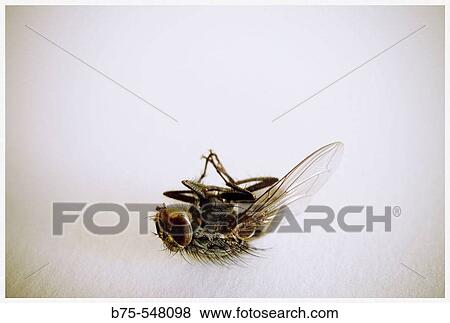 Dead fly View Large Photo Image Stock Photo - Dead fly. Fotosearch