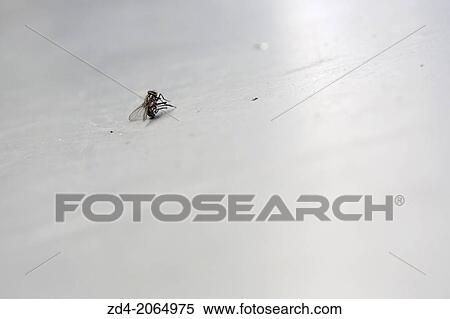 Dead fly View Large Photo Image Stock Photography - Dead fly. Fotosearch