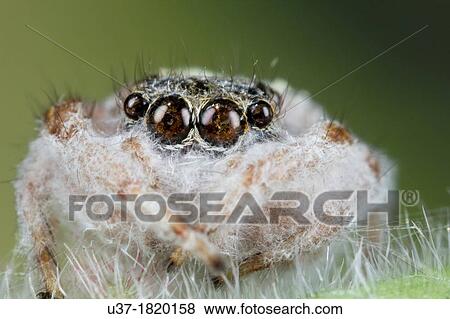 Dead jumping spider. Image taken at Kampung Skudup, Sarawak, Malaysia. View Large Photo Image Stock Photo - Dead jumping spider. Image taken at Kampung Skudup, Sarawak, Malaysia.. Fotosearch