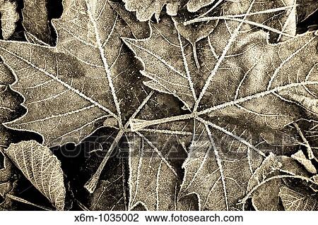 dead leaves in autumn in black and white View Large Photo Image Stock Image - dead leaves in autumn in black and white. Fotosearch
