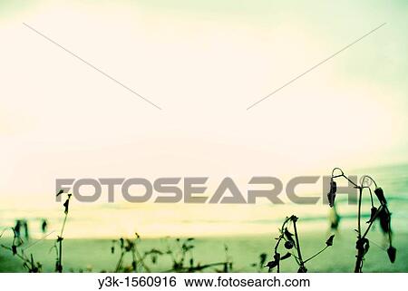 dead plant in front of the sea. Valencia View Large Photo Image Stock Photograph - dead plant in front of the sea. Valencia. Fotosearch
