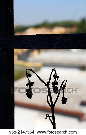 Picture - Dead plant with wooden fence in garden terrace in rome Italy. Fotosearch