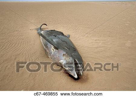 Dead porpoise (Phocoena phocoena). Norfolk. England. UK View Large Photo Image Stock Photography - Dead porpoise (Phocoena phocoena). Norfolk. England. UK. Fotosearch