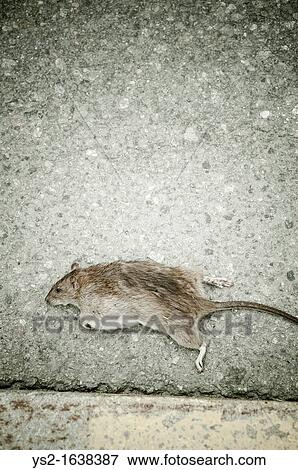 Dead rat lying on street View Large Photo Image Stock Photo - Dead rat lying on street. Fotosearch