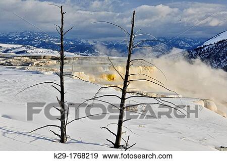 Stock Photo - Dead snags and snow above Canary Spring, Yellowstone NP, Mammoth Hot Springs, Wyoming, USA. Fotosearch