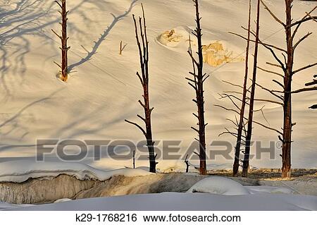Dead snags at Angel Terrace, Yellowstone NP, Mammoth Hot Springs, Wyoming, USA View Large Photo Image Stock Photograph - Dead snags at Angel Terrace, Yellowstone NP, Mammoth Hot Springs, Wyoming, USA. Fotosearch