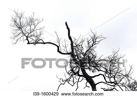 Dead Tree is the top of a dead tree in a swamp in St. Augustine, Florida, USA View Large Photo Image Stock Photo - Dead Tree is the top of a dead tree in a swamp in St. Augustine, Florida, USA. Fotosearch