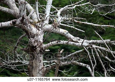Dead tree View Large Photo Image Picture - Dead tree. Fotosearch