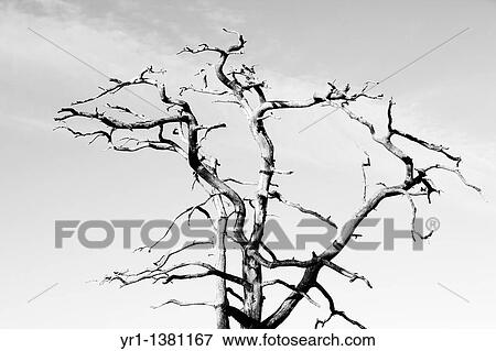 Dead tree View Large Photo Image Stock Photo - Dead tree. Fotosearch