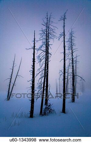 Stock Photo - Dead trees come alive amongst the fog, steam and early morning sunlight at Yellowstone National Park, Wyoming. Fotosearch