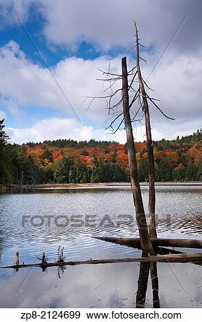 Stock Photo - Dead trees grace the shore of a small lake in Killarney Provincial Park in Ontario, Canada.. Fotosearch