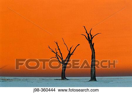 Dead trees in Namib-Naukluft Park. Namib Desert. Namibia. View Large Photo Image Picture - Dead trees in Namib-Naukluft Park. Namib Desert. Namibia.. Fotosearch