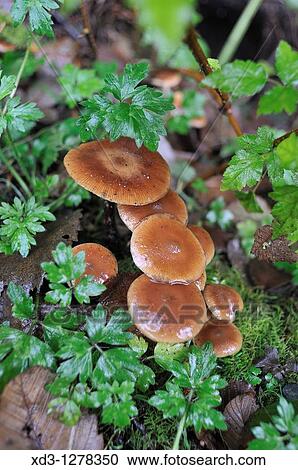 deadly galerina Galerina autumnalis mushrooms, Stanley Park, Vancouver, British Columbia, Canada View Large Photo Image Stock Image - deadly galerina Galerina autumnalis mushrooms, Stanley Park, Vancouver, British Columbia, Canada. Fotosearch