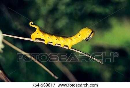 Stock Photo - Death's Head Hawk Moth caterpillar, India. Fotosearch