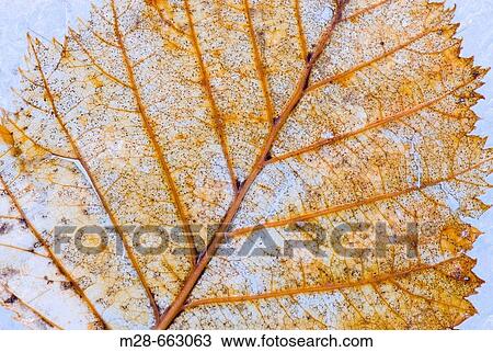 Stock Image - Decayed leaf laying on the ice of the Kennecott Glacier, Wrangell-St. Elias National Park, Alaska, USA. Fotosearch