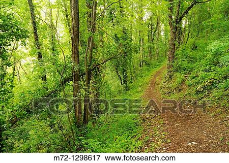 Deciduous forest, Bedeilhac, Midi-Pyrenees, France View Large Photo Image Stock Photo - Deciduous forest, Bedeilhac, Midi-Pyrenees, France. Fotosearch