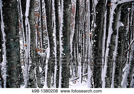 Deciduous forest near Ochagavia, Valle de Salazar Navarra Spain Pyrenees Atlantiques View Large Photo Image Stock Photo - Deciduous forest near Ochagavia, Valle de Salazar Navarra Spain Pyrenees Atlantiques. Fotosearch