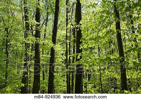 Deciduous tree forest at springtime, Laval, Quebec, Canada View Large Photo Image Stock Photograph - Deciduous tree forest at springtime, Laval, Quebec, Canada. Fotosearch