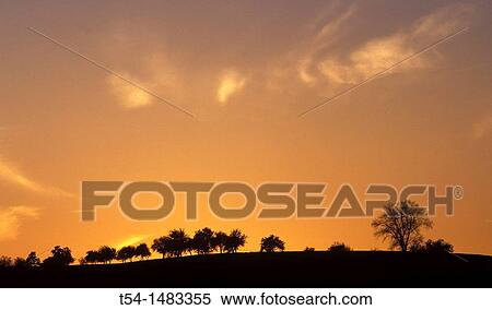 Deciduous trees on a hill at dusk View Large Photo Image Stock Photography - Deciduous trees on a hill at dusk. Fotosearch