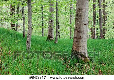 Deciduous wood (forest) in spring. Allg? u (Allgaeu / Allgau), Bavaria, Germany, Europe. View Large Photo Image Picture - Deciduous wood (forest) in spring. Allg? u (Allgaeu / Allgau), Bavaria, Germany, Europe.. Fotosearch