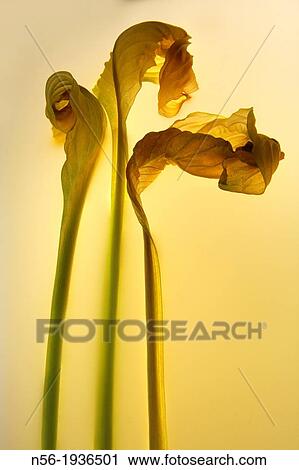 Stock Image - Decorative interior plant. Fotosearch