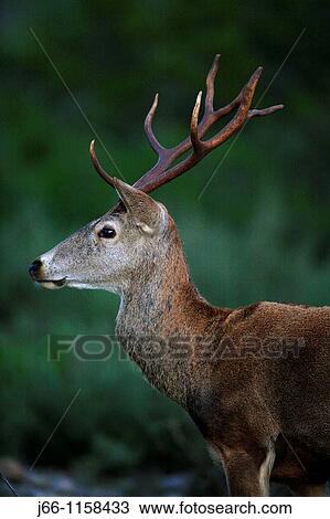 Stock Image - Deer. Cervus elaphus. Muela de Cortes. Valencia.. Fotosearch