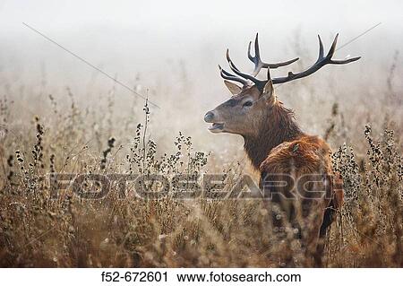 Stock Image - Deer in autumn. Fotosearch