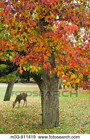 Deer in Nara Park, Japan View Large Photo Image Stock Photo - Deer in Nara Park, Japan. Fotosearch