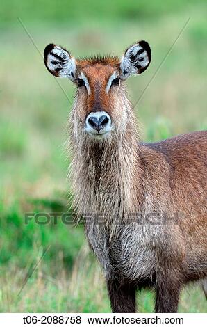 Defassa waterbuck female portrait (Kobus ellipsiprymnus defassa), Masai Mara national Reserve, Kenya, Africa, October. View Large Photo Image Stock Photo - Defassa waterbuck female portrait (Kobus ellipsiprymnus defassa), Masai Mara national Reserve, Kenya, Africa, October.. Fotosearch