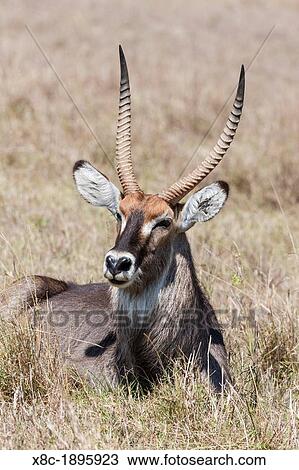 Defassa Waterbuck Kobus ellipsiprymnus defassa, Maasai Mara, Kenya Africa, East Africa, Kenya, Maasai Mara, December View Large Photo Image Stock Image - Defassa Waterbuck Kobus ellipsiprymnus defassa, Maasai Mara, Kenya Africa, East Africa, Kenya, Maasai Mara, December. Fotosearch