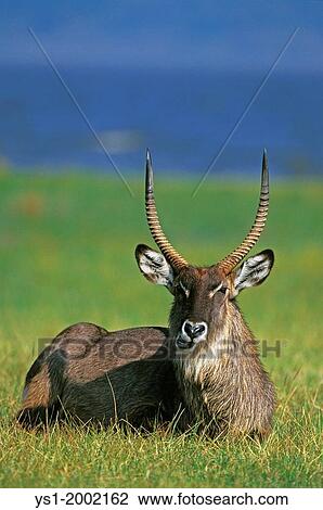 Defassa Waterbuck, kobus ellipsiprymnus defassa, Male resting, Masai Mara Park in Kenya. View Large Photo Image Stock Image - Defassa Waterbuck, kobus ellipsiprymnus defassa, Male resting, Masai Mara Park in Kenya.. Fotosearch