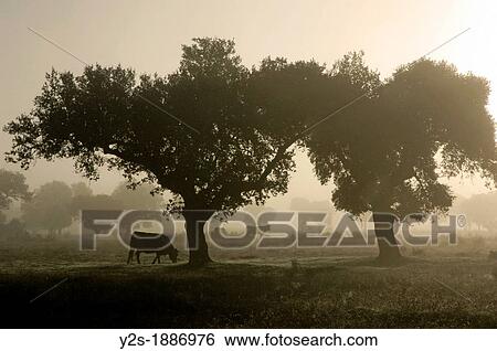 Stock Photograph - Dehesa of Campo Arauelo, Navalmoral de la Mata, Caceres, Spain,. Fotosearch