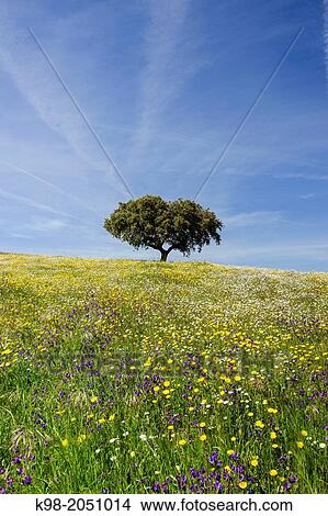 Picture - Dehesa (pasture) in spring, Campo Maior, Alentejo, Portugal.. Fotosearch