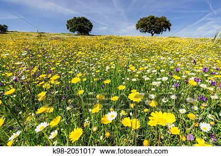 Stock Photo - Dehesa (pasture) in spring, Campo Maior, Alentejo, Portugal.. Fotosearch