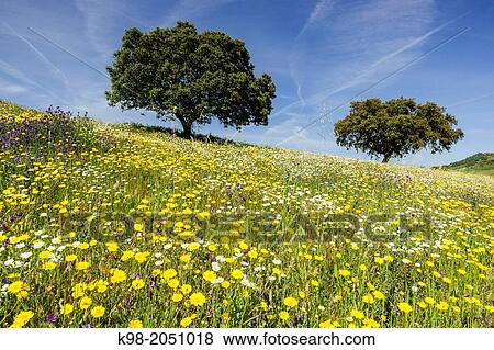 Dehesa (pasture) in spring, Campo Maior, Alentejo, Portugal. View Large Photo Image Stock Photo - Dehesa (pasture) in spring, Campo Maior, Alentejo, Portugal.. Fotosearch