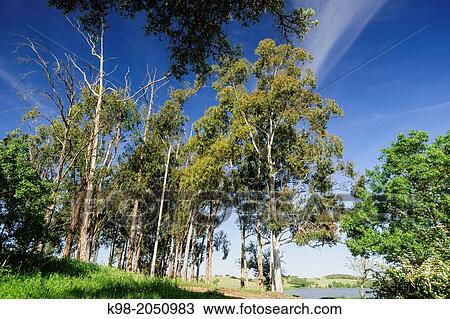 Stock Image - Dehesa (pasture) in spring, Estremoz, Alentejo, Portugal.. Fotosearch