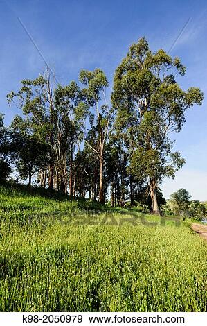 Stock Photo - Dehesa (pasture) in spring, Estremoz, Alentejo, Portugal.. Fotosearch