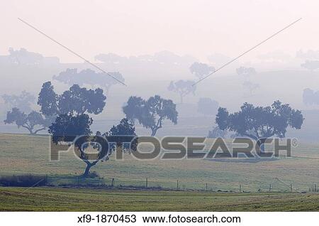 Dehesa wooded meadow typical of southern Spain in winter Badajoz province Extremadura Spain View Large Photo Image Stock Image - Dehesa wooded meadow typical of southern Spain in winter Badajoz province Extremadura Spain. Fotosearch