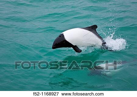 Stock Photo - Delfin de Commerson o Tonina Overa Cephalorhynchus commersonii, Ria Deseado, Puerto Deseado, Patagonia, Argentina. Fotosearch