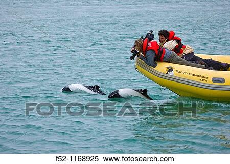 Delfin de Commerson o Tonina Overa Cephalorhynchus commersonii, Ria Deseado, Puerto Deseado, Patagonia, Argentina View Large Photo Image Stock Photography - Delfin de Commerson o Tonina Overa Cephalorhynchus commersonii, Ria Deseado, Puerto Deseado, Patagonia, Argentina. Fotosearch