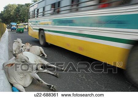 Stock Image - Delhi, India: cows sitting on the road by a running bus. Fotosearch