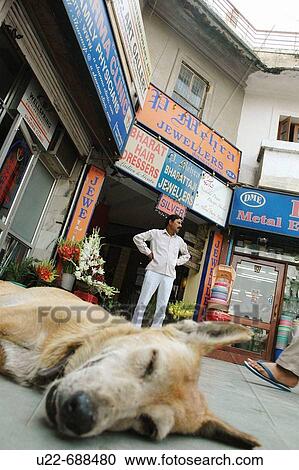 Delhi, India: sleeping dog at the entrance of the Khan Market View Large Photo Image Stock Image - Delhi, India: sleeping dog at the entrance of the Khan Market. Fotosearch
