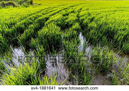 Delta del Ebro Nature Park, Tarragona, Catalonia, Spain View Large Photo Image Stock Image - Delta del Ebro Nature Park, Tarragona, Catalonia, Spain. Fotosearch