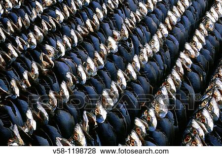 Stock Photo - Denmark, Bornholm Island, Svaneke village, Drying herring. Fotosearch