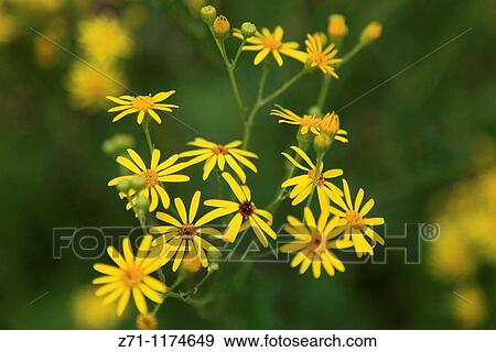 Stock Photo - Denmark, Copenhagen, Botanical Gardens, flowers,. Fotosearch