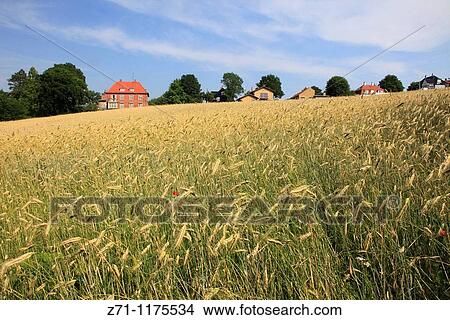 Denmark, Zealand, Roskilde, wheat field, agriculture, View Large Photo Image Picture - Denmark, Zealand, Roskilde, wheat field, agriculture,. Fotosearch