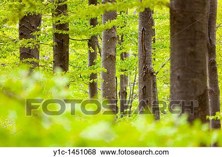 Stock Photo - Dense forest with numerous trees. Fotosearch